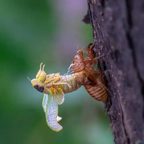 秋蝉羽化贺获首页精华