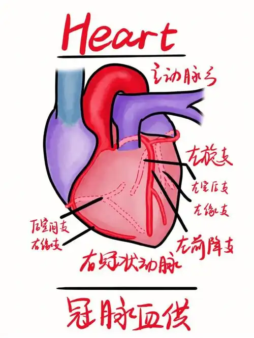 心电图三张图搞定冠脉循环和心电图原理