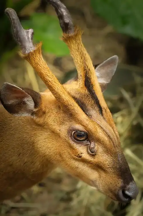 麂(jǐ),一看这字儿就知道是鹿.