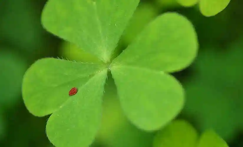 幸运四叶草唯美图片-植物壁纸 - 壁纸家