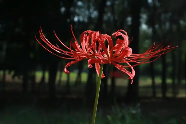 彼岸花