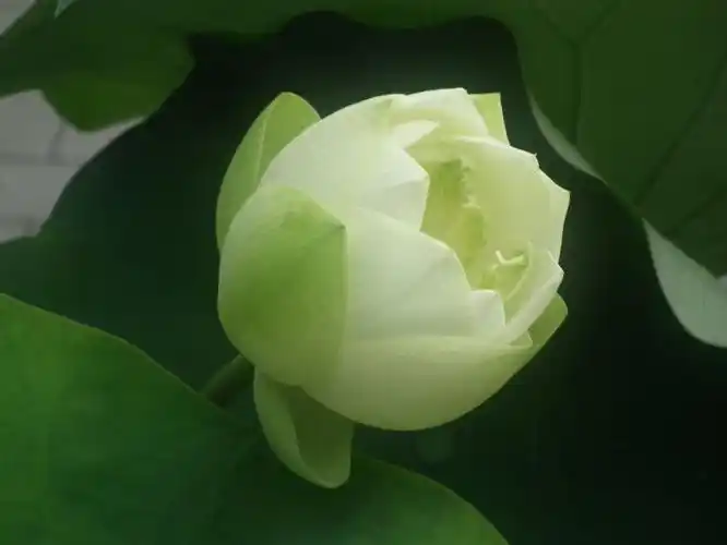 我还是第一次见到绿色莲花,可惜是还未开放的花蕾.