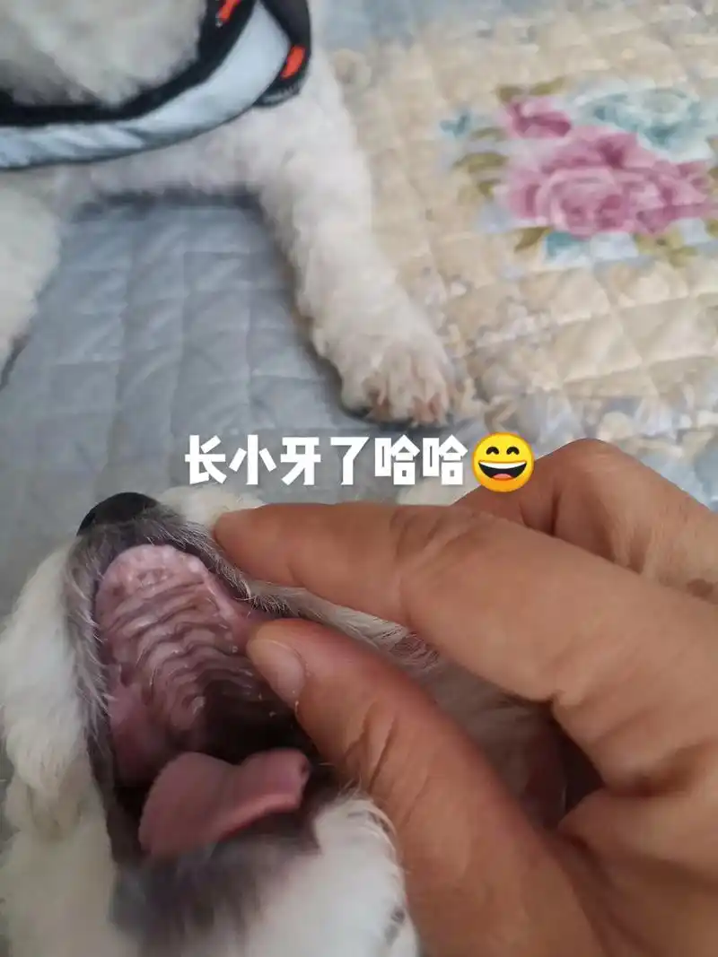 记录长小牙#比熊宝宝 #萌宠日常记录 #毛孩子的日常  - 抖音