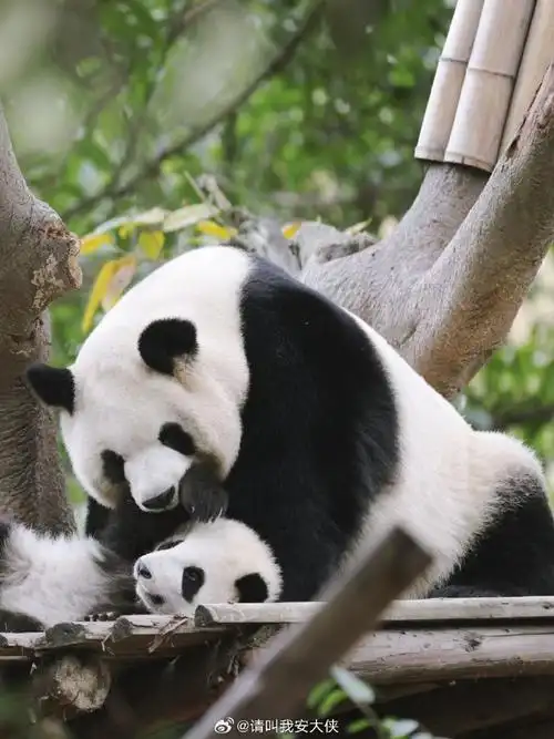 必打卡的大熊猫繁育研究基地,真的太大了,一个野生动物园的规模,不同