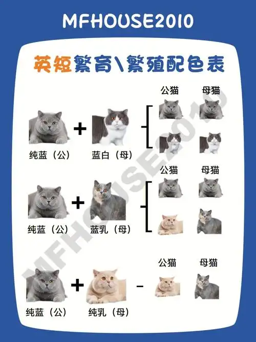 英短繁育色谱搭配英短繁育知识走进繁育