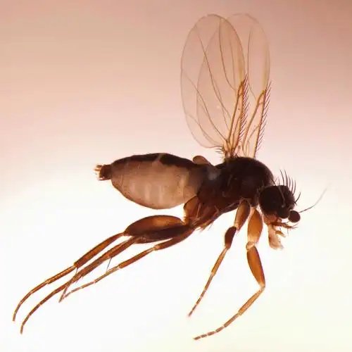 蚤蝇在管道深处繁殖,这使得它们很难在没有帮助的情况下从家中移除.