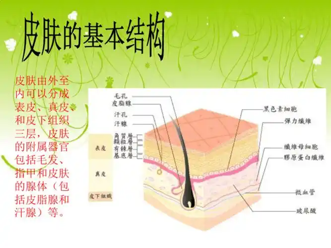 皮肤的构造和功能