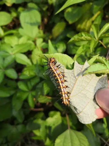 04.18,福州国家森林公园,苎麻珍蝶幼虫