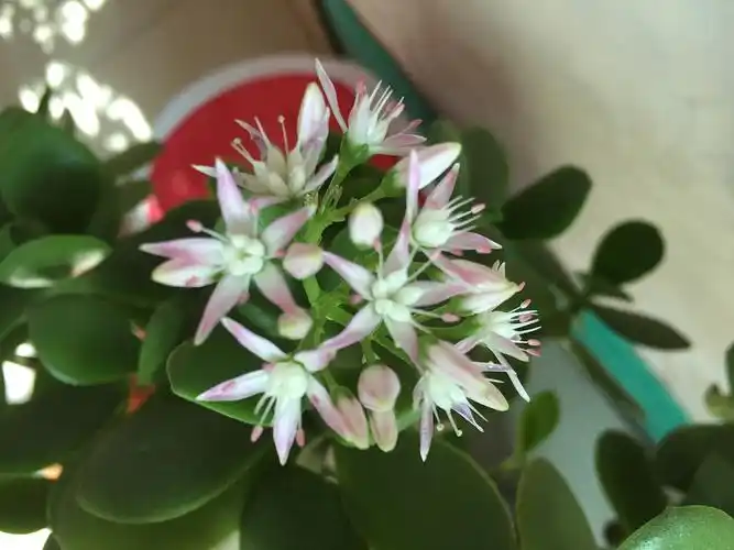 家里养了多年的玉树开花了石家庄|网页设计师小feelings42006年前