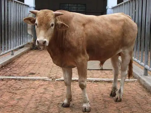 养牛做好四项准备工作,养殖户才可以引种买牛!