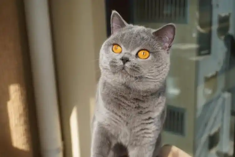 英短  #英国短毛猫  #英短蓝猫  #猫  #蓝猫