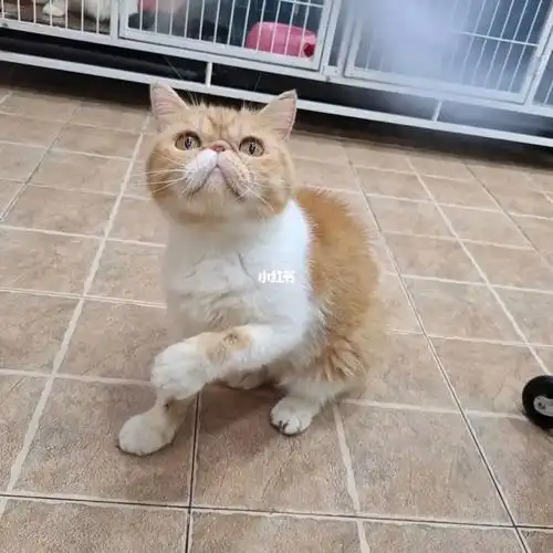 咸阳加菲猫 英短蓝猫 蓝白 猫咪爱心领养