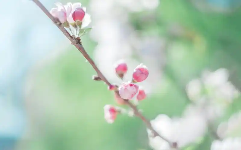 日系,唯美,意境,花海,淡晴花影夏漫漫,榨菜蛋花汤,chihato花朵壁纸