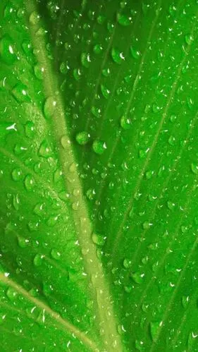 『yl』 绿色 植物 护眼 鲜花 高清 壁纸 〔自己找的,或有相同