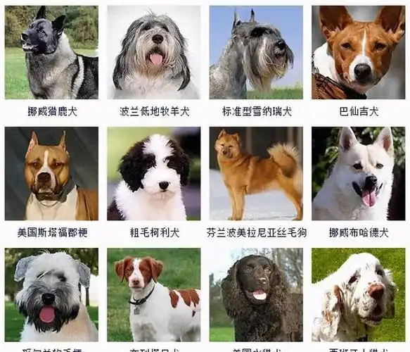 1.小黑:适合黑色外貌特点明显的狗狗,如拉布拉多等品种.