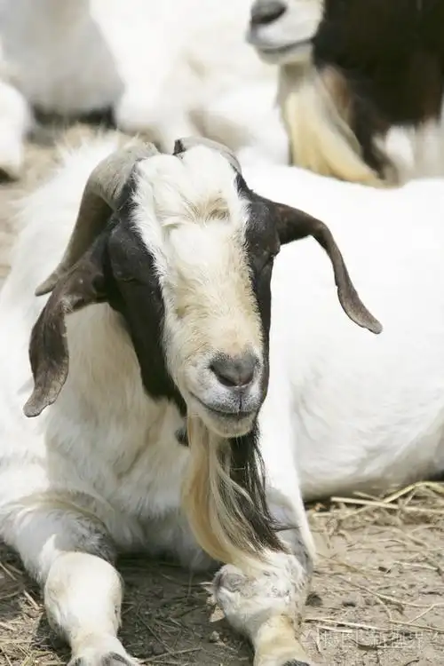 山羊照片-正版商用图片1g0h0b-摄图新视界
