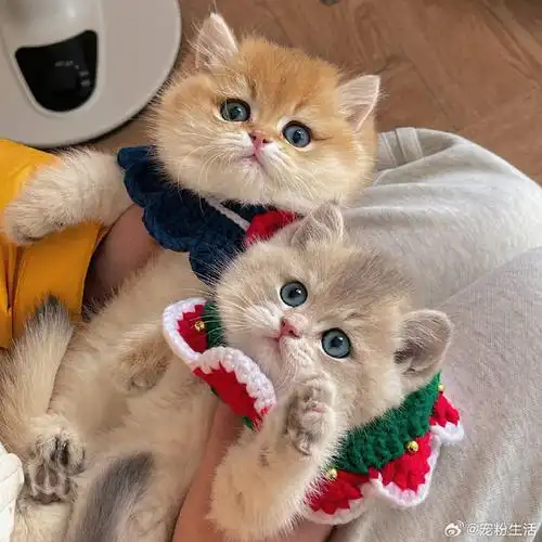 做为一个资深猫奴,每天睁开眼就能看到那么可爱的宝宝,那是一件多