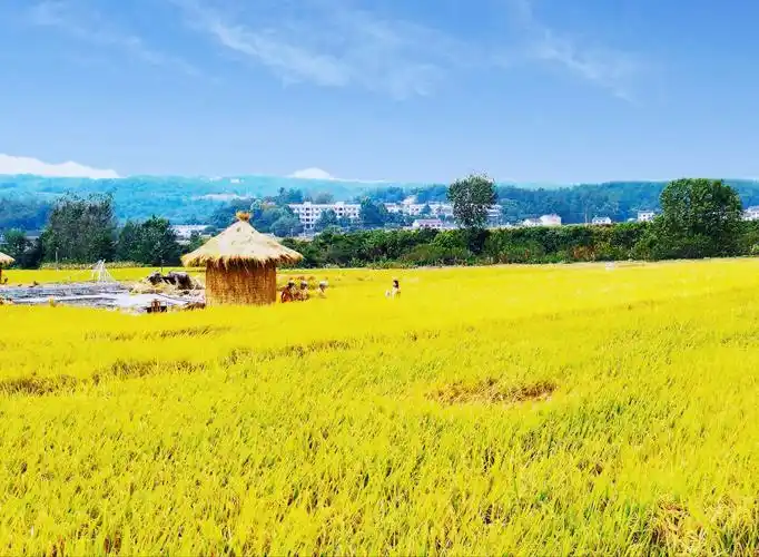 南垭村一一金色稻田