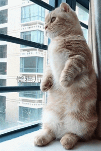 小萌猫站在窗台上望眼欲穿,一看到铲屎官的身影,激动得