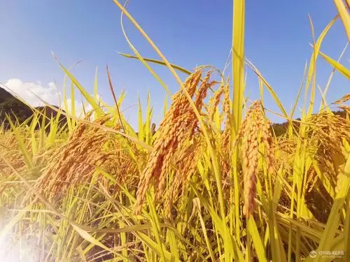 金色稻田,美如画!