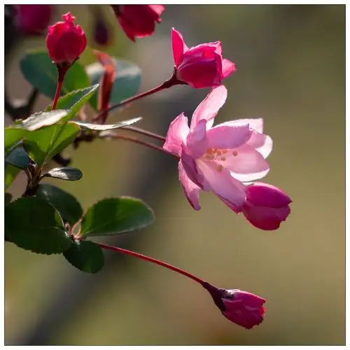 令人心醉的海棠花(精选30图)