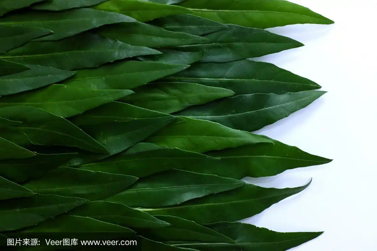 墨绿色的叶子背景在冷色调与复制空间