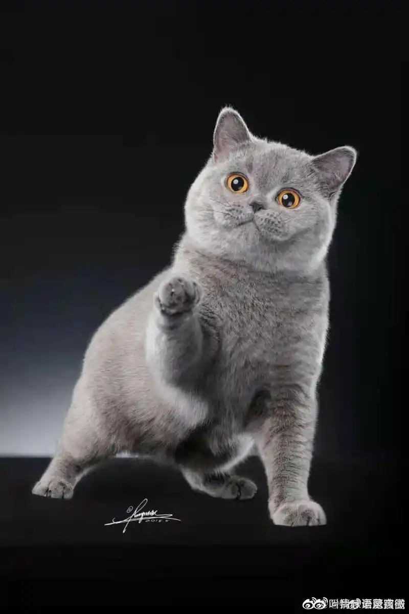 养一只英短蓝猫是种怎样的体验?