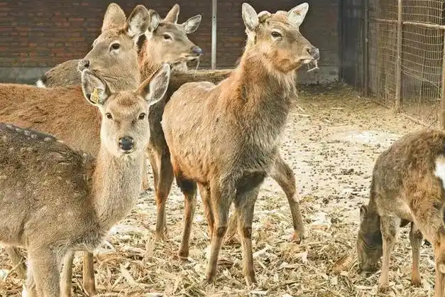 汤原县:"鹿"鸣呦呦 奏响致富曲|鹿茸|养殖场|梅花鹿_网易订阅