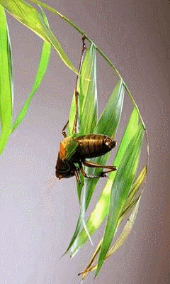 手机动态图片240400