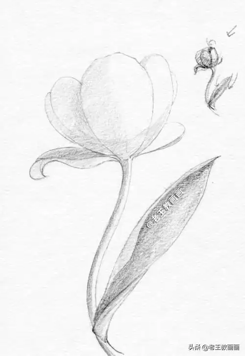 铅笔画荷花教程(画什么最好看又简单)