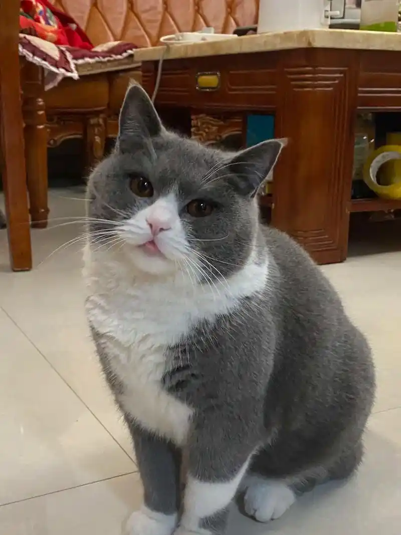 蒜瓣93是真的养的好吗.#我的大脸猫 #英短蓝白 #这是我的 - 抖音