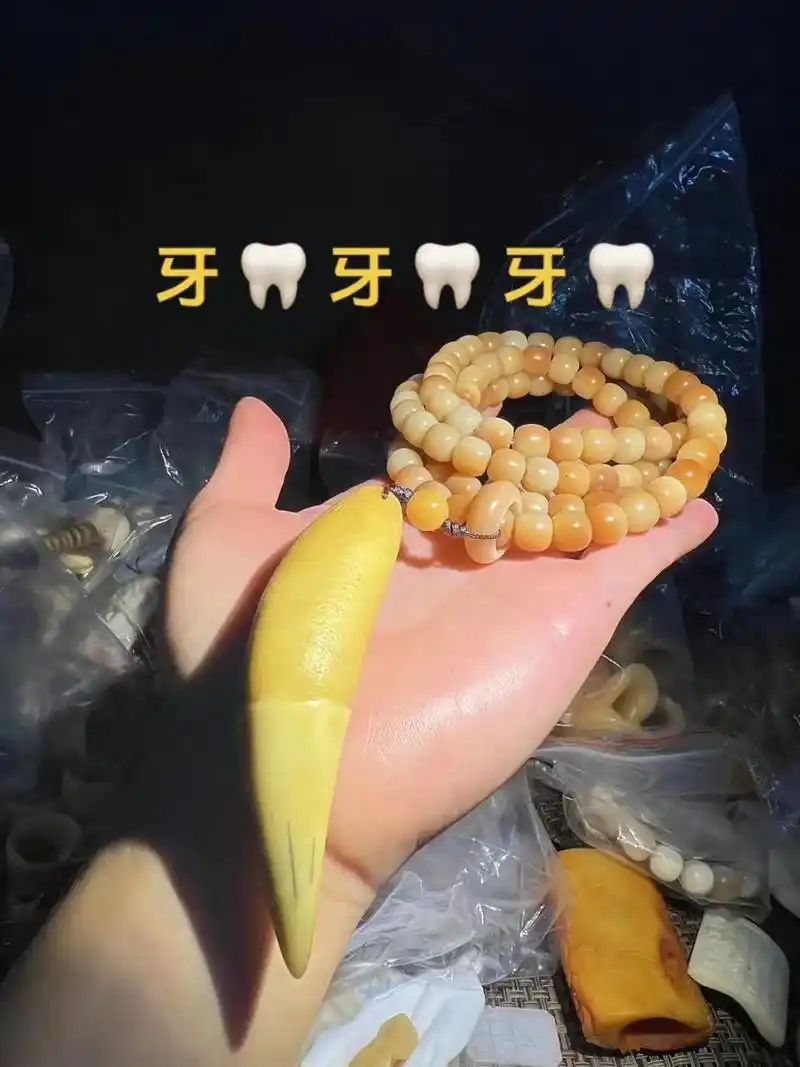 老虎牙值钱吗?虬角独角珊瑚香香河河麝牛一手货,可鉴定牙骨角: - 抖音