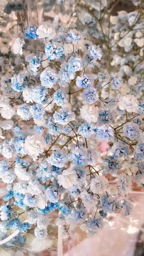 满天星 - 堆糖,美图壁纸兴趣社区