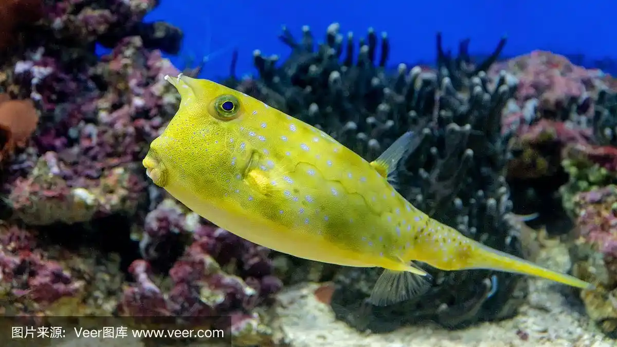 长角牛海牛.珊瑚背景上的黄色鱼