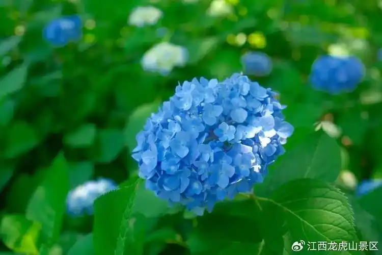 五月必打卡的绣球花开了!龙虎山美成现实版"莫奈花园"!