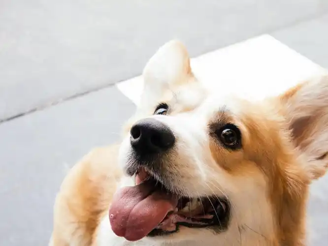 泰迪断尾是为了更美观?可别忽视了狗狗的骨骼