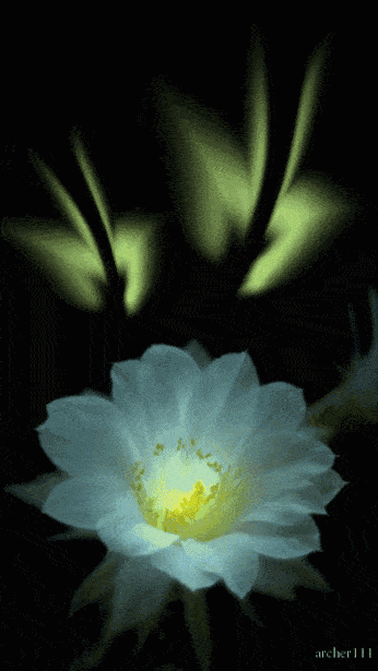 346_615竖版 竖屏gif 动态图 动图