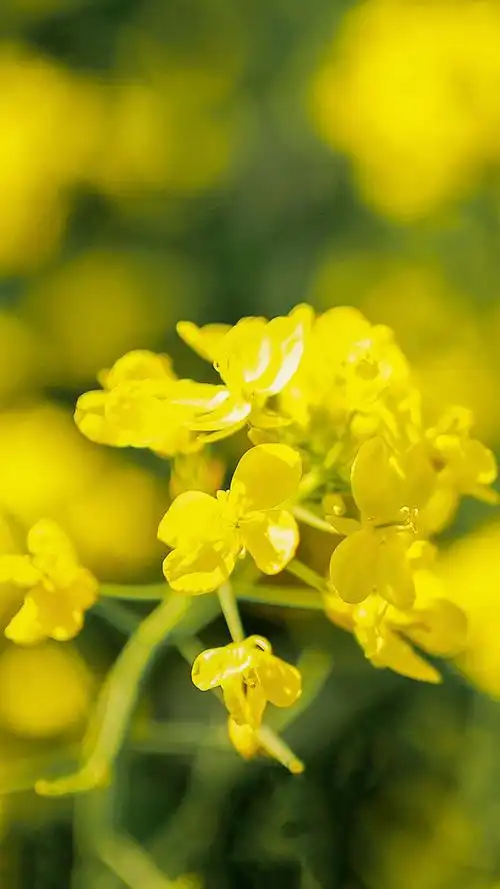 油菜花风景图片高清手机壁纸