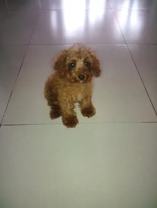 帮我看下这只泰迪狗纯吗公的值多少钱