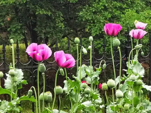 常见的有毒的花草图片有哪些(12种"大毒花",出门见到要"远离",家里有
