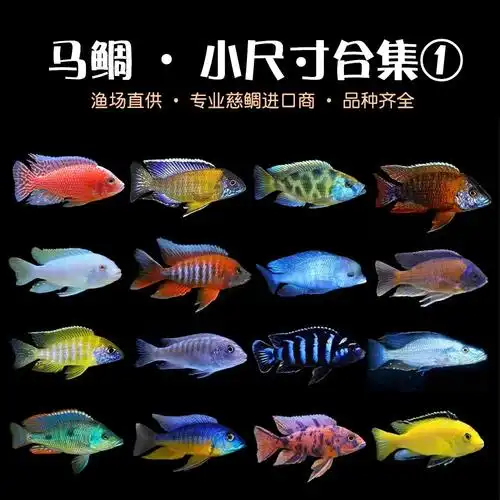 三湖慈鲷鱼马鲷坦鲷短淡水台系纯种孔雀岩栖鱼