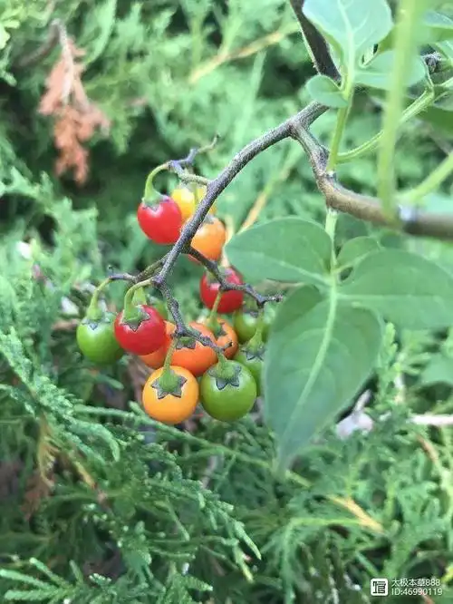 野茄子,见过吗?主治头秃,恶疮