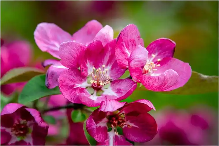绚丽多彩的海棠花.