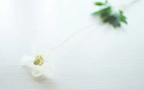 花朵,干净,安静,桌子,清新,淡然,白驹过后变成空白,,静物,寂寞独白