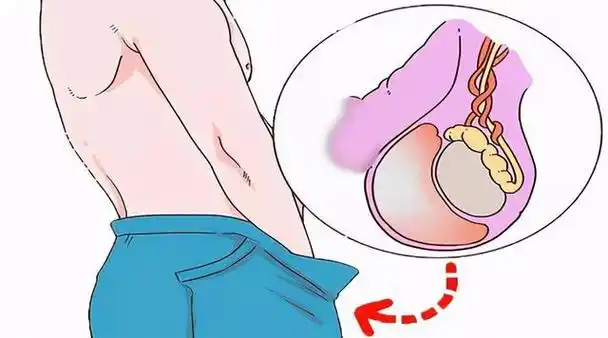 男人蛋蛋越大床上功夫就越厉害听听男科医生怎么说