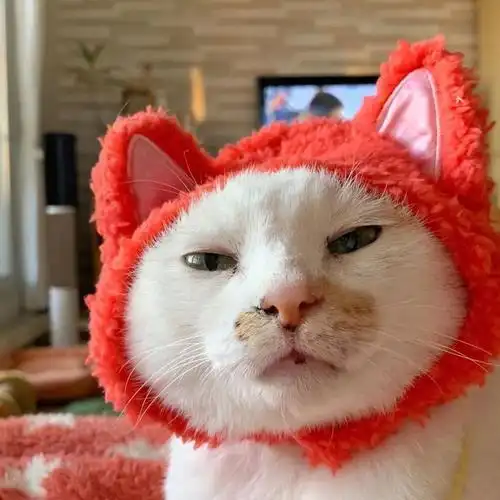 【猫咪头像】发自拍用的朋友圈文案_腾讯新闻