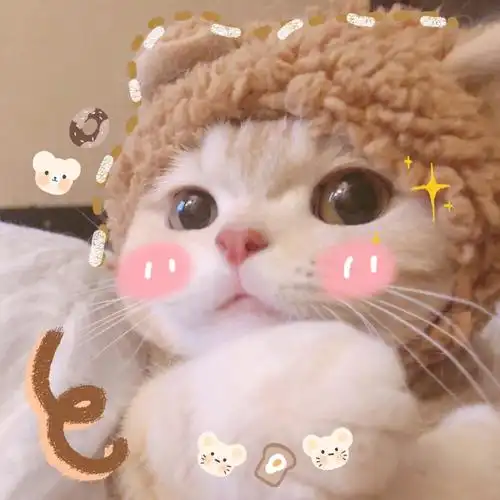 猫咪头像