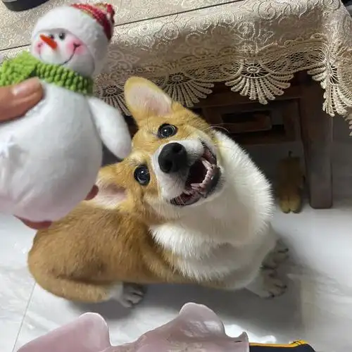 七个月的柯基妹妹牙还没掉完