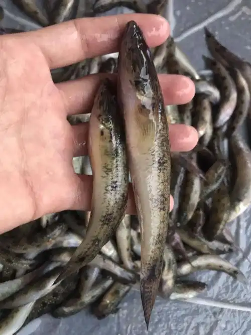 笋壳鱼潮汕狗母鱼深海捕鱼鲜活冷冻海鲜水产营养煲汤海鱼500g1斤一斤