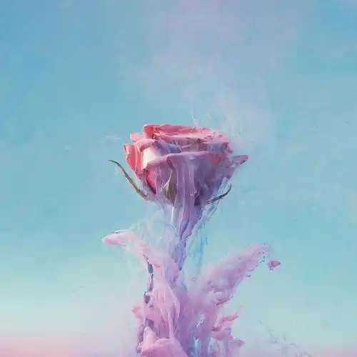 粉红玫瑰花与柔和的紫罗兰色墨水创造性抽象夏季绽放概念